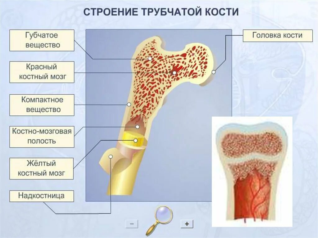 Сколько трубчатых костей