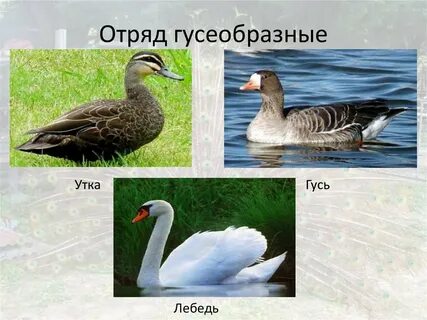 Что человек получает от утки