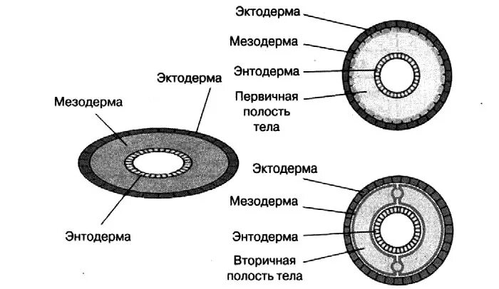 Полости тела первичная вторичная смешанная. Вторичная и смешанная полость тела. Смешанная полость тела миксоцель. Полости тела схема биология.