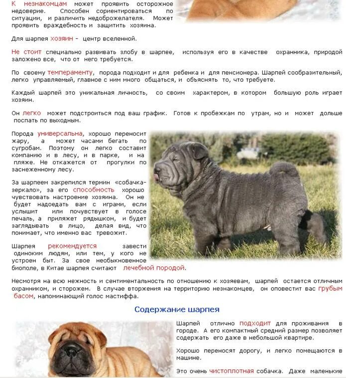 Можно ли давать шарпею