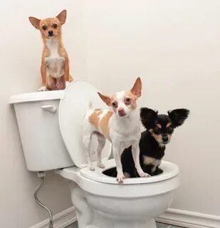 Чихуахуа приучить