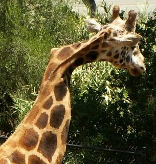 Giraffe neck