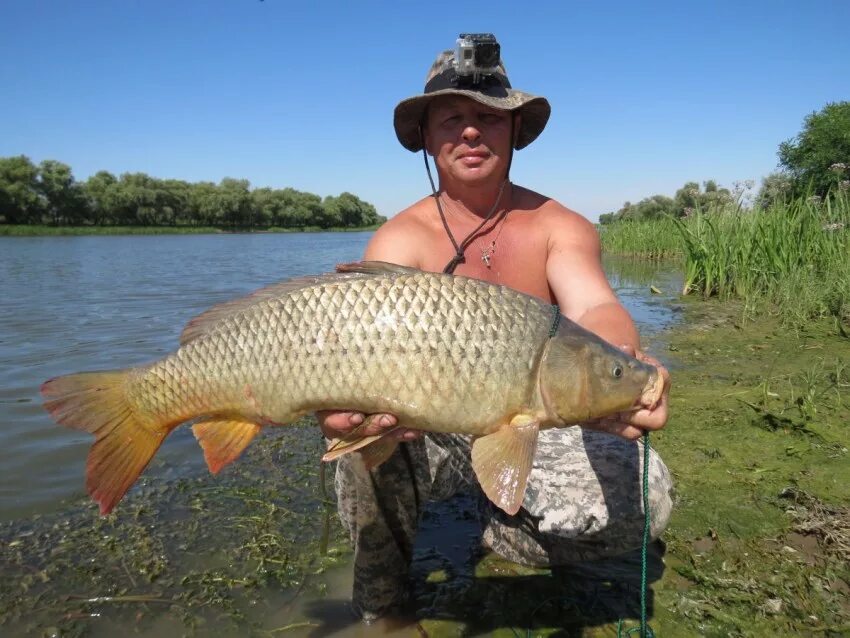 карп (cyprinus carpio). рыба sazan. сазан рыба. сазан. сазан водится.