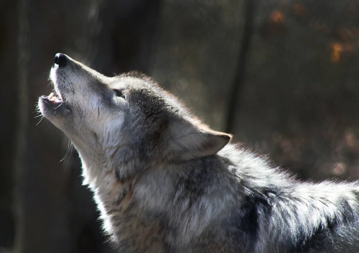 Вой волка. Волчица воет. Морда воющего волка. Тамбовская область тамбовский волк. Вой серого волка.