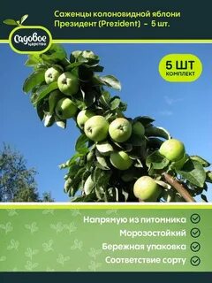 Гирлянда колоновидная