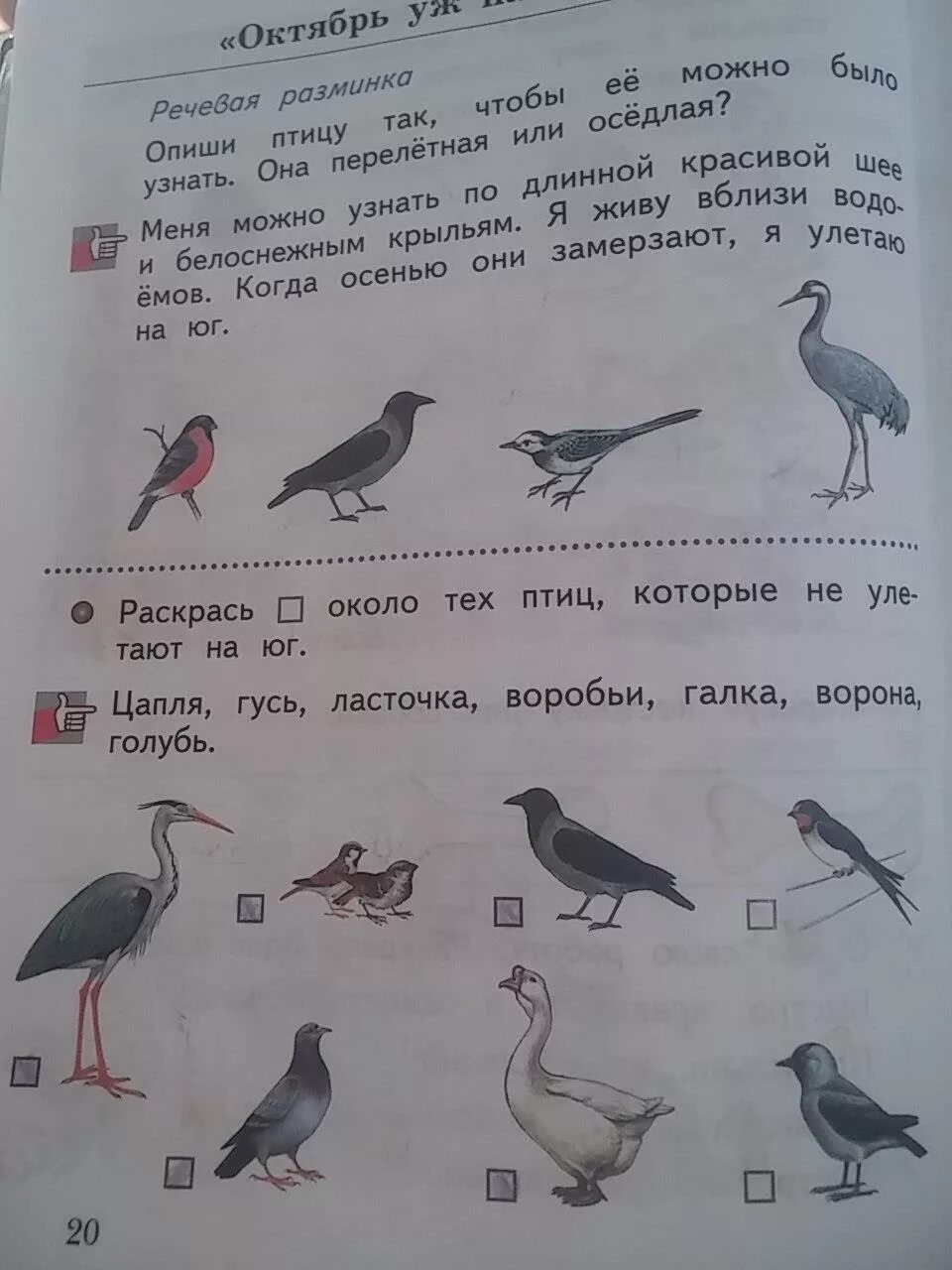 Задания по окружающему миру птицы. Задания по 1 классу по окружающему миру. Птицы 1 класс окружающий мир задания. Окружающий мир рабочая тетрадь 1 птицы.