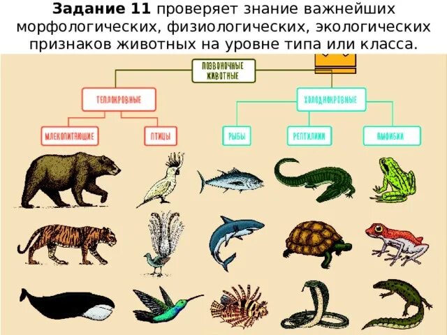 Экологические признаки впр 5 класс биология. Экологические признаки животных. Экологисескиепризнаки животных. Экологические признаки в биологии.