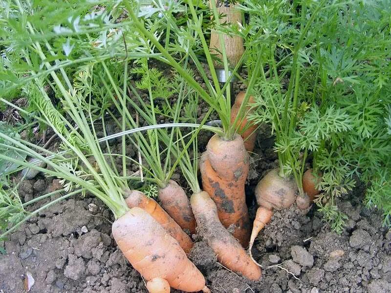 Морковь на грядке. Грядка для моркови в открытом грунте. Морковь растет на грядке. Морковь посевная.