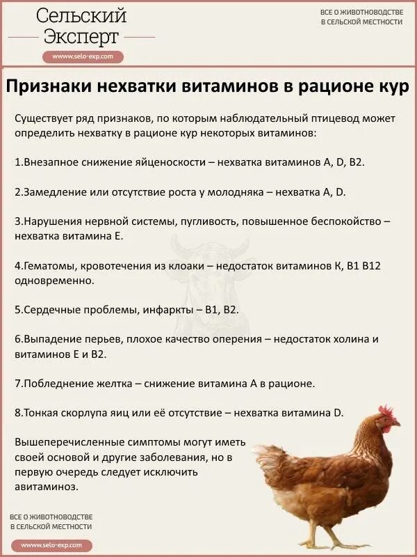 Как правильно кормить бройлеров