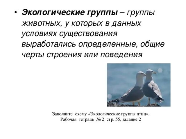 Экологические группы птиц птиц. Экологические признаки птиц. Экологические группы птиц презентация. Экологические группы птиц вывод.