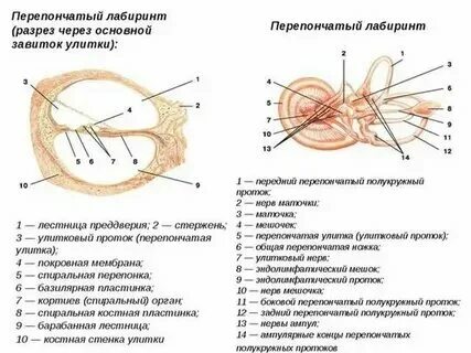 Перепончатые тип развития. Перепончатые тип развития