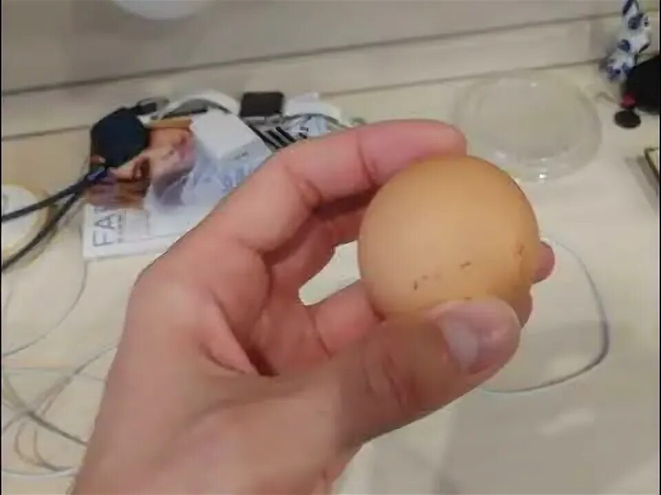 Родила яйцо. Круглое яйцо куриное. Камера домашняя яйцо. Креатив роды чйцо. Креатив роды яйцо.