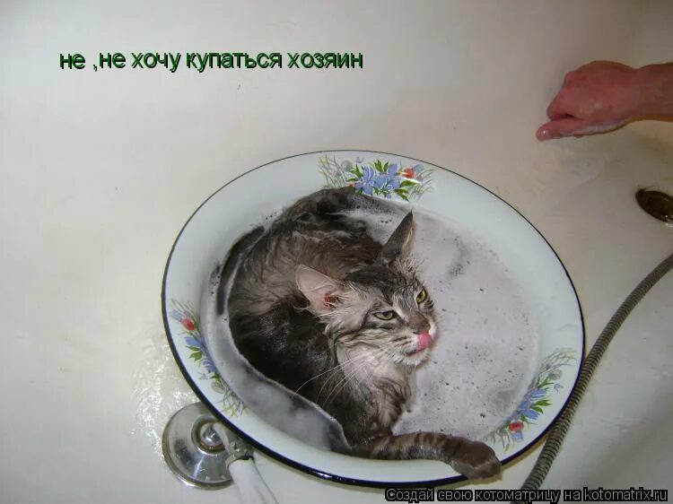 Хочется купаться. Я не хочу купаться. Искупанная кошка. Помыть кошку в унитазе. Кот ненавидит воду.