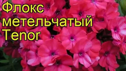 Флокс тенор