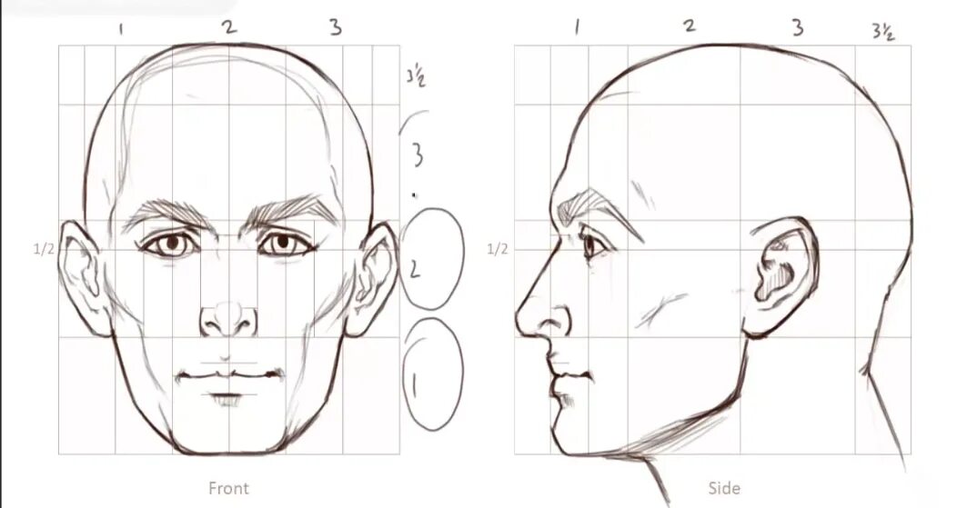 Модельное лицо. Анфас в портрете это. Эрин анфас. Женщина анфас. Лицо человека.
