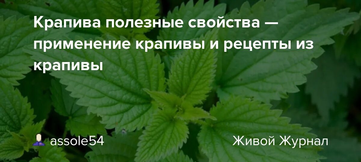 Полезные свойства крапивы. Крапива аптечная. Доктор крапива. Крапива для волос.