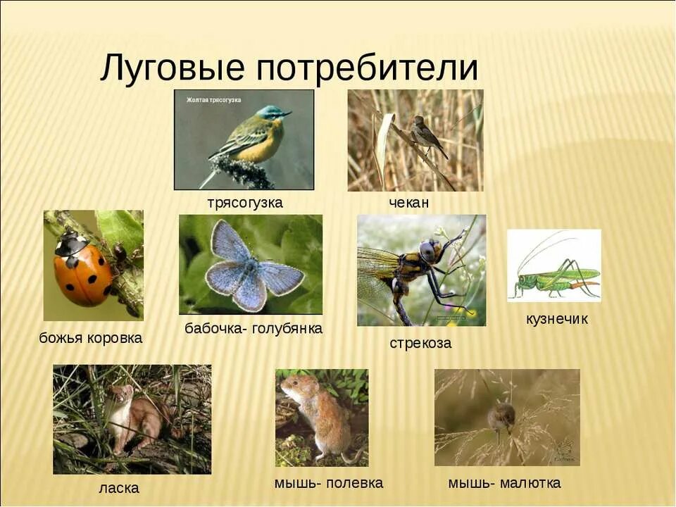 животные лугов. царство насекомых. обитатели луга насекомые. экосистема луга редуценты. животные жители луга.