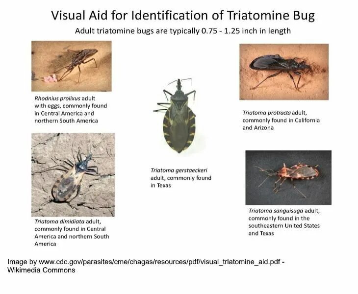 Some bugs перевод. Rhodnius prolixus. личинки rhodnius prolixus. bugs электронные жучки операция.