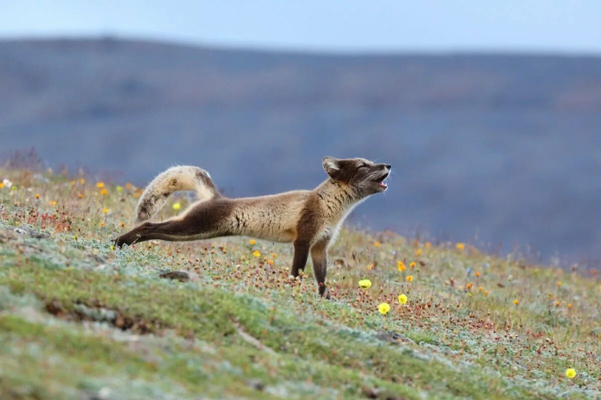 Животный мир тундры. Представители животных тундры. Животный мир тундры в россии. Представители животного и растительного мира тундры. Кто живёт в тундре из животных.