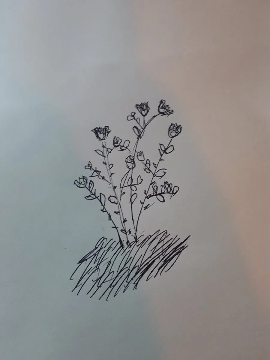 Как нарисовать куст карандашом. Кустарник карандашом. кустик карандашом. нарисовать кустарник карандашом. кустик рисунок карандашом.