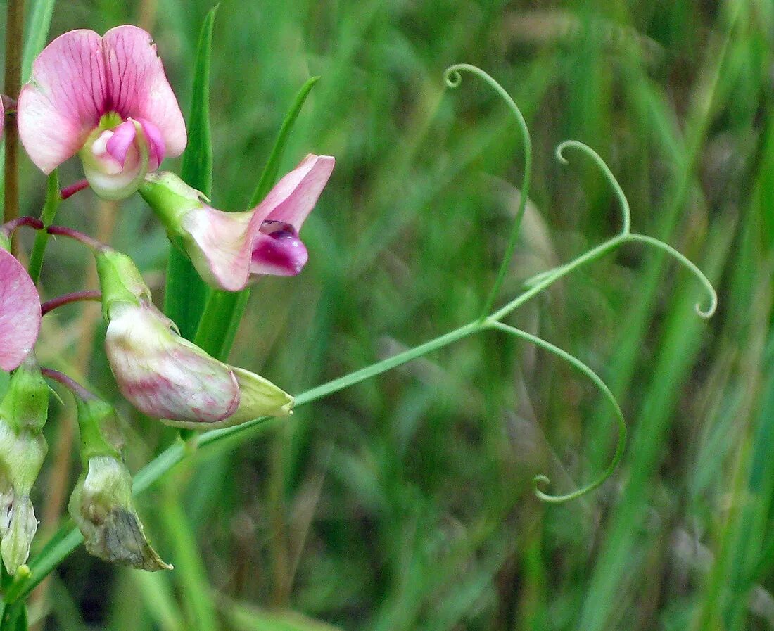 Чина Лесная Lathyrus Sylvestris. Lathyrus heterophyllus. Луговой душистый горошек. Луговой душистый горошек цветы. Горошек растение виды