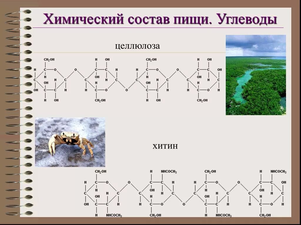 Целлюлоза хитин. Хитин муреин и целлюлоза. Хитин формула. Схема образования хитина. Chitosan structure.