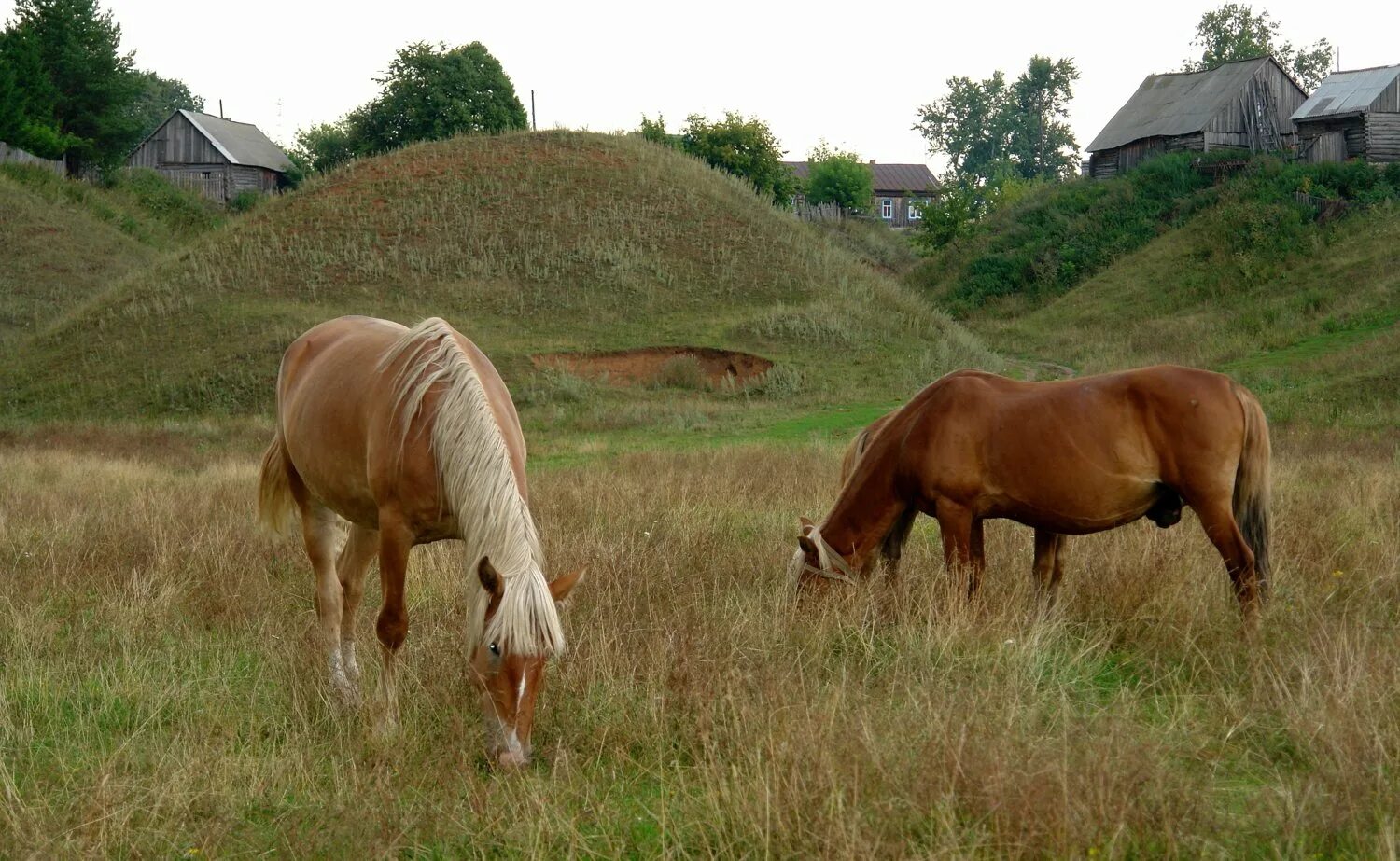 Село лошадка