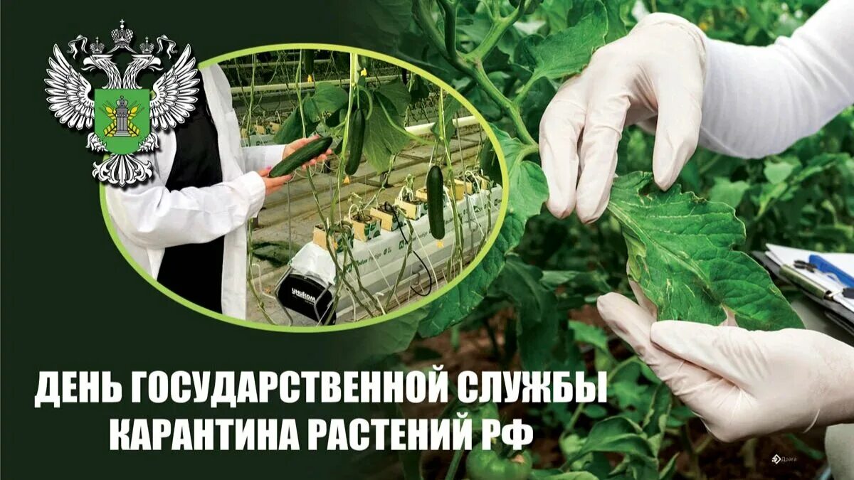 Карантина служба. С днем карантина растений поздравления. Карантина служба. Карантина служба. С днем карантина растений.