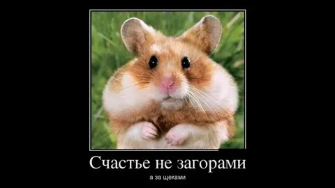 Какой вы хомяк с большими глазами