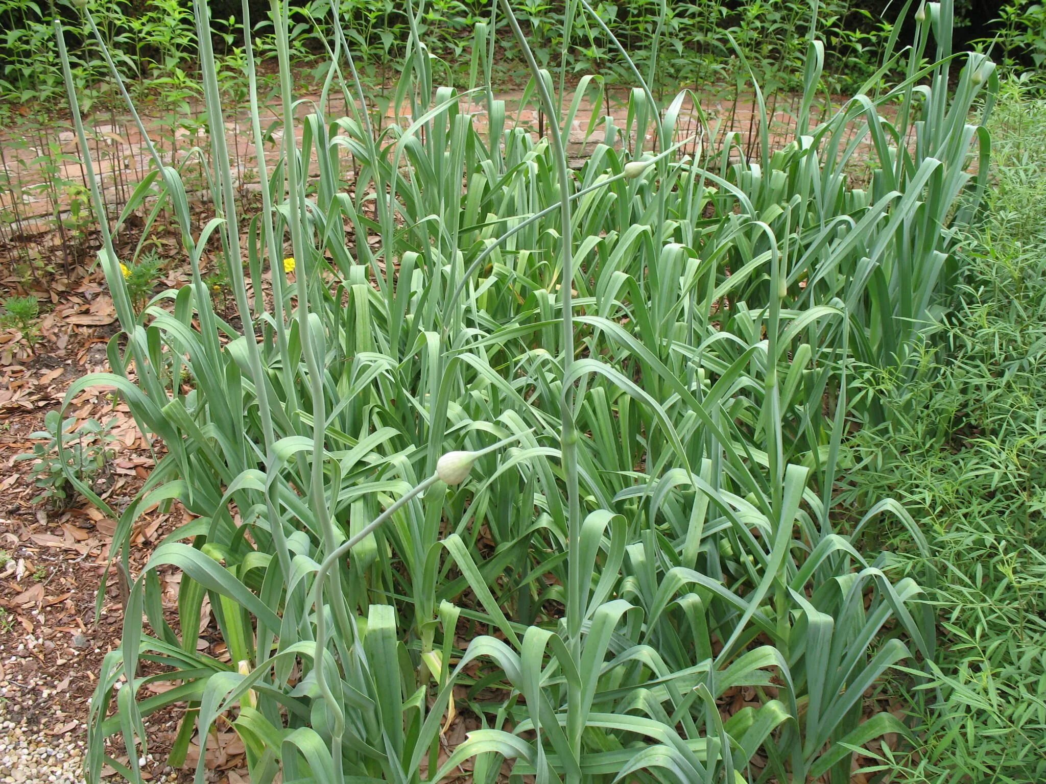 Греческий чеснок. Чеснок Allium sativum. Allium sativum растение. Чеснок обыкновенный. Альпийский чеснок.