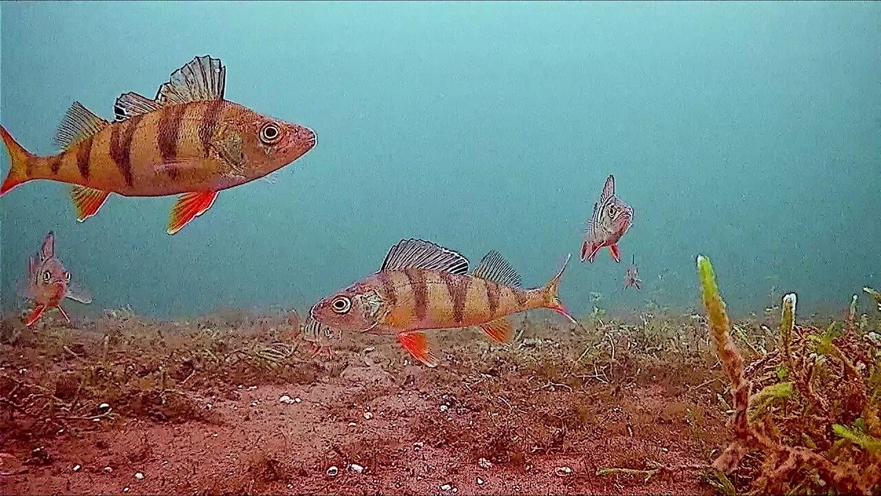 Фокус фиш подводная. Focus fish подводная камера. камера для зимней рыбалки focusfish. рыба эхо. подводная камера &quot;focusfish&quot; с монитором 7&quot;.