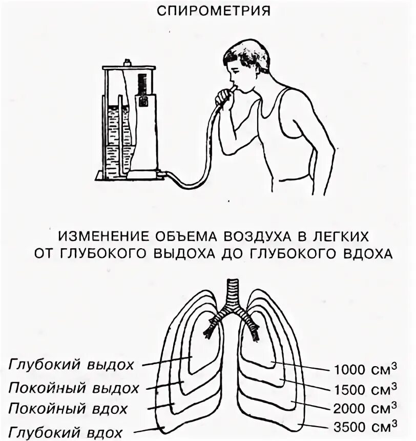 Прибор определяющий жизненную емкость легких. Прибор определяющий жизненную емкость легких