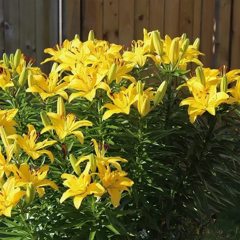 Pin on Flowering Bulbs