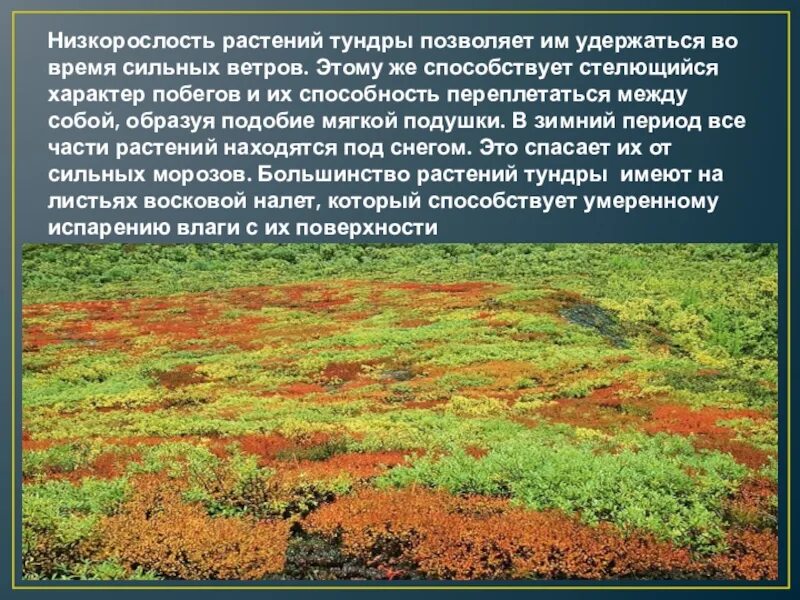 Тундра природная зона 5 класс. Тундра природная зона растительность. Природные зоны России тундра растения. Тундра характеристика природной зоны. Тундра характеристика растительности.