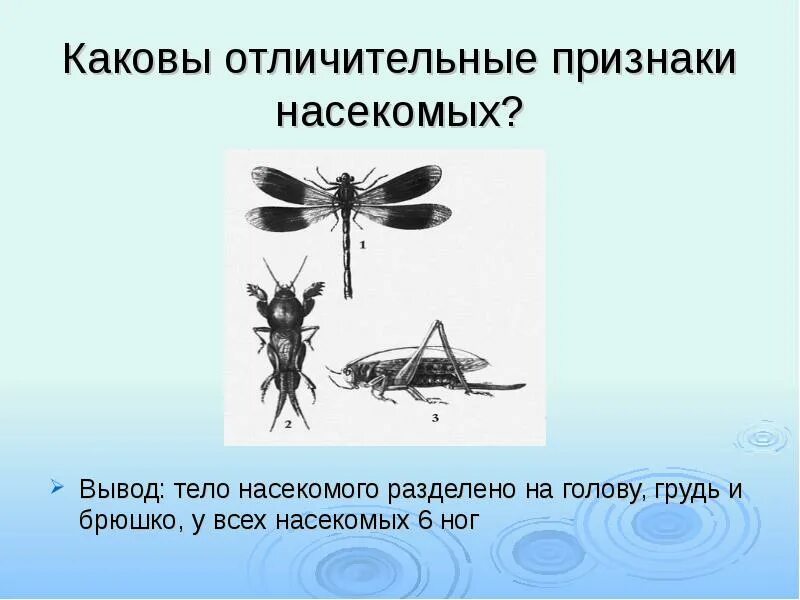 Главные признаки насекомых. Отличительные особенности насекомых. Тело насекомых разделено на. Вывод о телах насекомых.