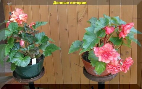Бегонии ростов