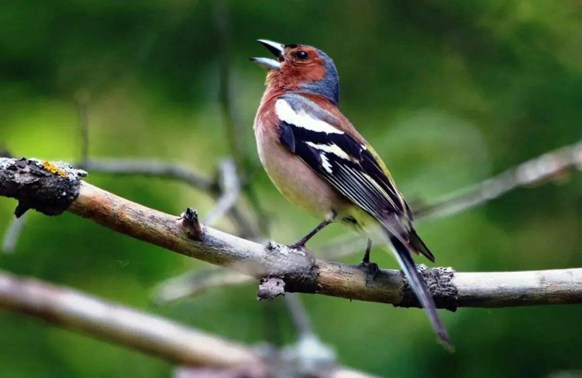 Зяблик (fringilla coelebs). Зяблик (fringilla coelebs). Гульдовский зяблик. Зяблик птица. Обыкновенный зяблик описание.