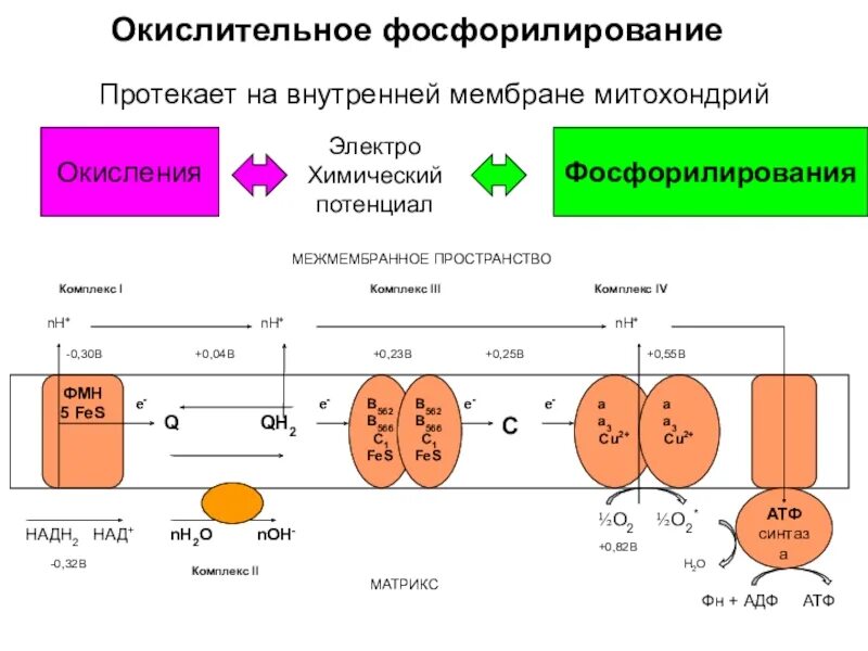 Пути фосфорилирования атф. Схема окислительного фосфорилирования АДФ. Механизм фосфорилирования АДФ. Окислительное фосфорилирование АДФ механизм. Окислительное фосфорилирование схема реакции.