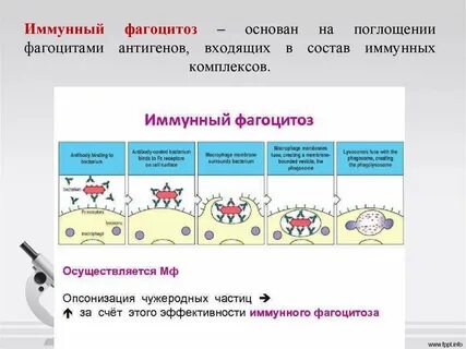 Какие клетки осуществляют