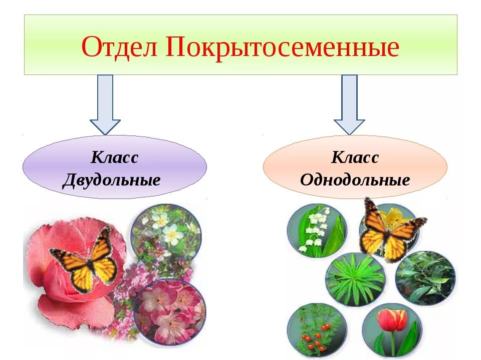 Высшие двудольные. Класс двудольные и однодольные отдел покрытосеменные растения. систематика двудольных растений. систематика однодольных и двудольных растений. однодольные цветковые растения.
