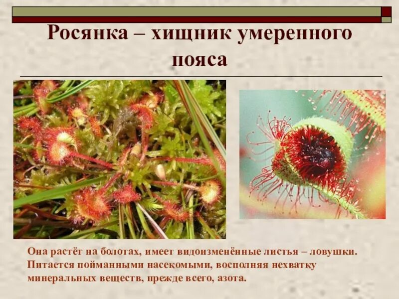 Сообщение о растении 6 класс. Венерин росянка. Насекомоядная росянка. Сообщение о растении 6 класс. Венерина мухоловка раздражимость.