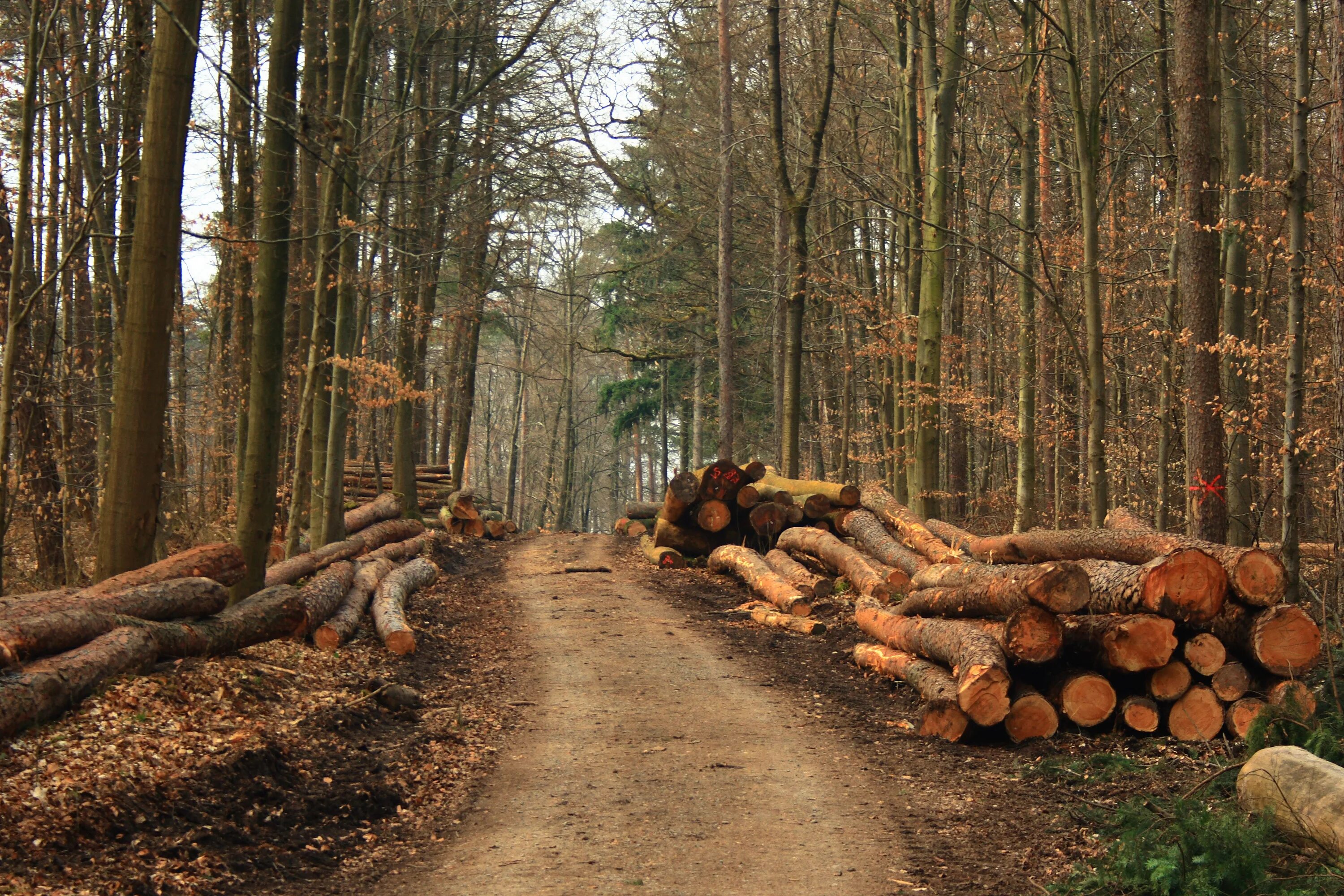 Срубленное дерево шишкин. Рубка леса. Рубка деревьев в лесу. Рубка леса. Рубка деревьев в лесу.