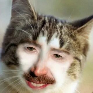 Кошачья улыбка у человека