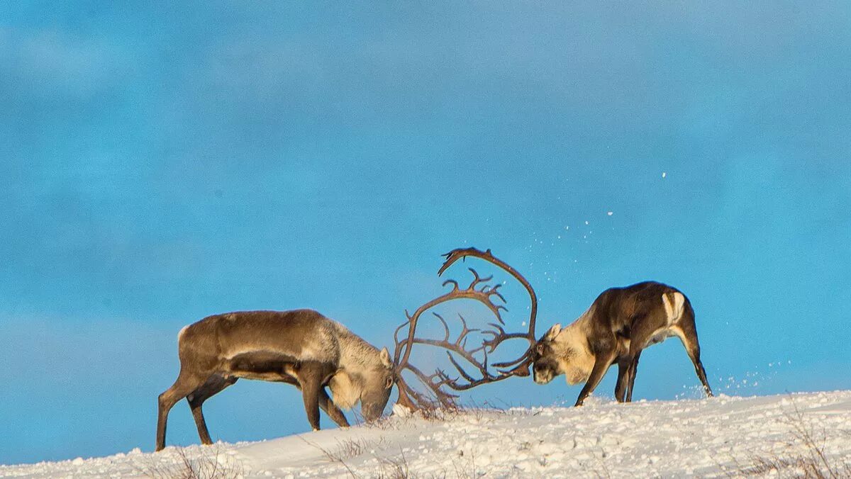 National wildlife. Национальный парк русская Арктика. День дикой природы. День дикой природы в США.