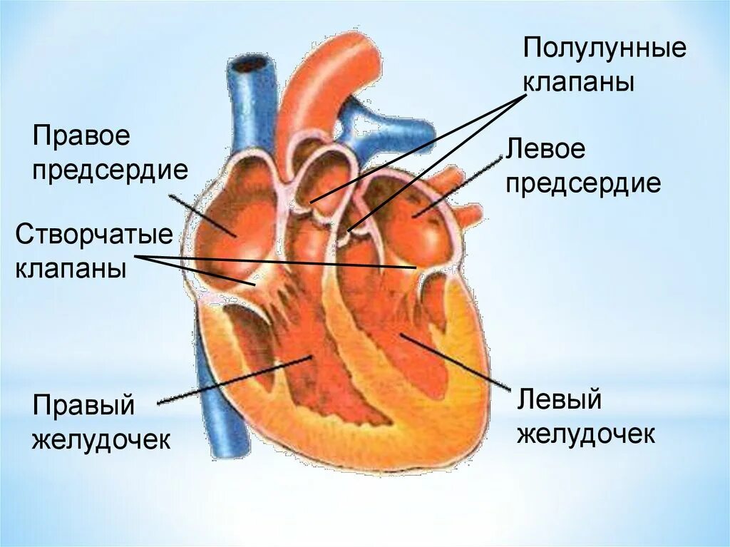Строение сердца предсердия и желудочки клапаны. Строение желудочков сердца анатомия. Строение сердца желудочки предсердия. Полулунный клапан анатомия сердца-. Правое предсердие отделено от правого желудочка
