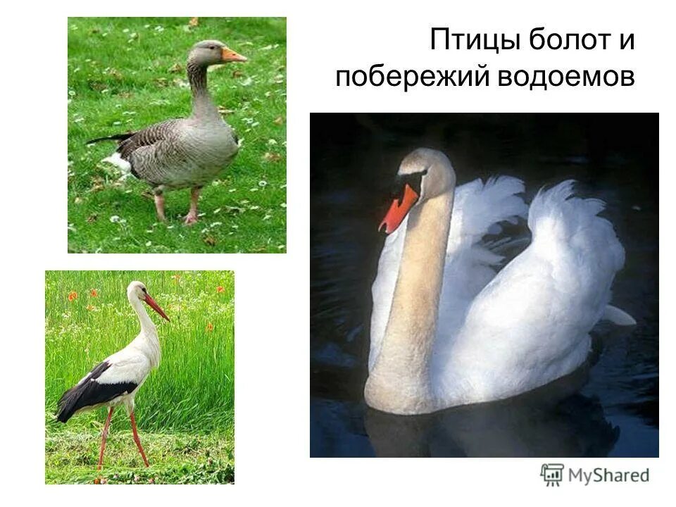 красный лебедь. птицы болот и водоемов. птицы водоемов. болотная цапля. васюганские болота животные и птицы.