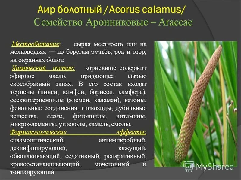 Аир болотный применение. АИР болотный (Acorus Calamus). Корневище аира болотного характеристики. АИР обыкновенный - Acorus Calamus. АИР обыкновенный корневища.