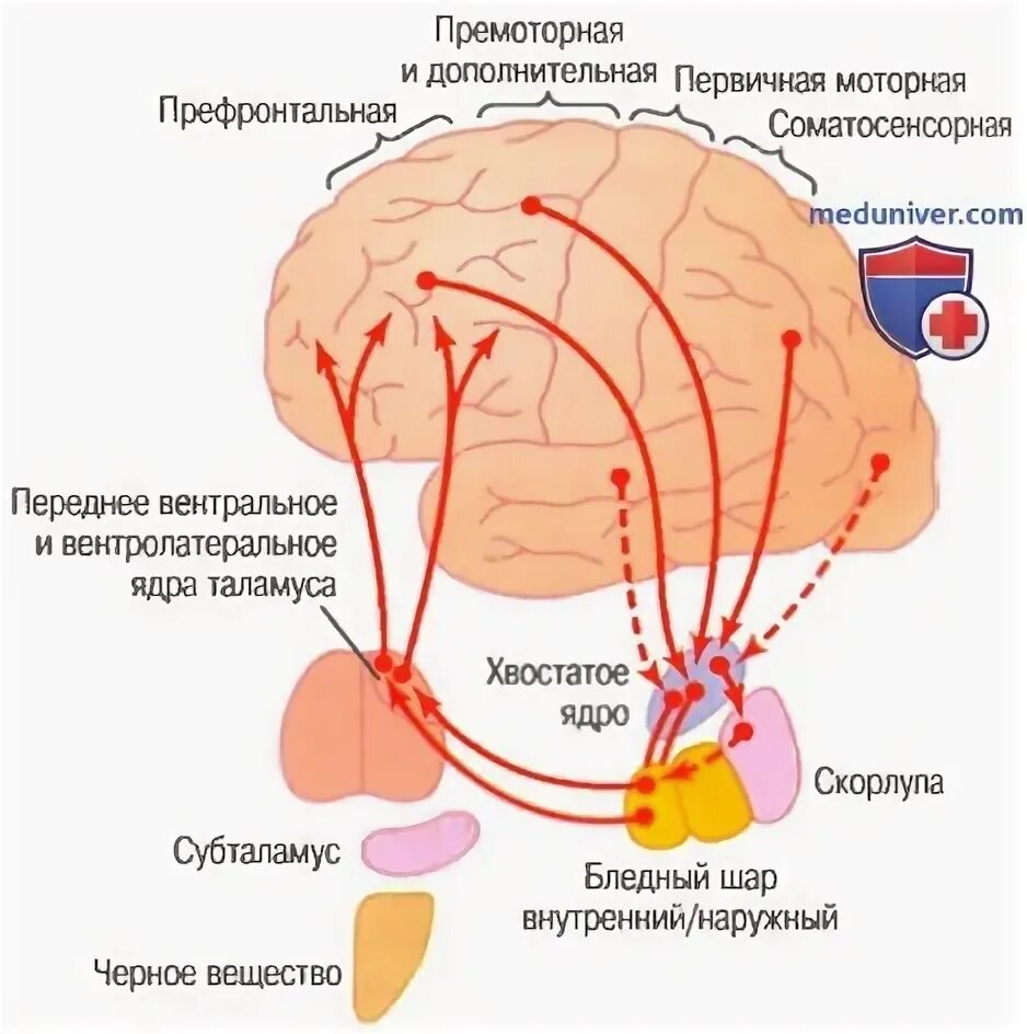 Отдел мозга регулирующий координацию движений. Какая часть мозга отвечает за координацию. Какая часть мозга отвечает за равновесие.