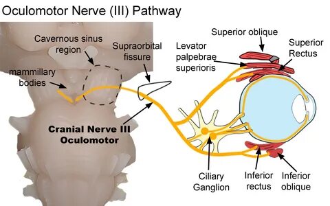 Proximal Optic Nerve