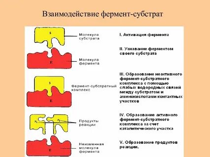 Субстраты организма